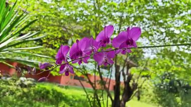Yaz mevsiminde çiçek açan güzel mor orkide..