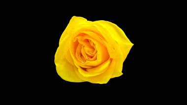 Yellow rose flowers on black  background.