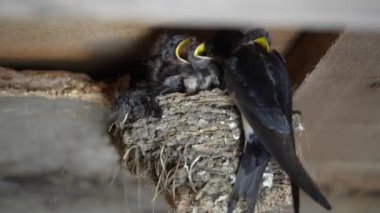 Yuvadaki kuşlar, yakın görüş