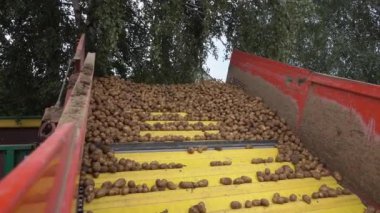 Sonbaharda patates çiftçiliği