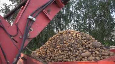 Sonbaharda patates çiftçiliği