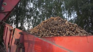Sonbaharda patates çiftçiliği