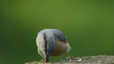 Hiçbir şey beslenmek için bir dala tünemedi, sitta europaea, sittidae, geçenler