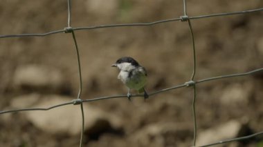 Coal tit, Parus ater, single bird on a chain-link fence