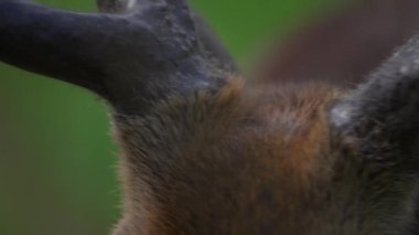 Sevimli bir geyiğe yaklaş.