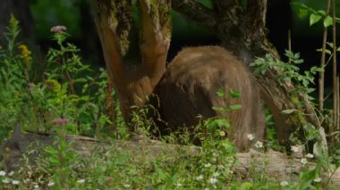 Anne ve küçük yaban domuzu yavruları.