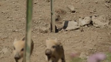 Bir grup yaban domuzu (Sus scrofa) yerde yürüyor. Yaban domuzu ve safkan yetiştirmek.
