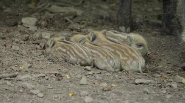 Küçük yaban domuzları birbirlerine sarılır ve uykularında hareket ederler.