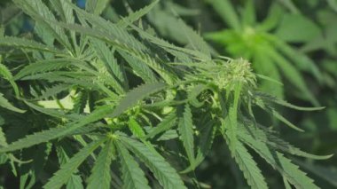 Kenevir kenevir thc açık hava