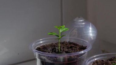 Minyatür şeffaf bir serada limon narenciyesi filizlenir.