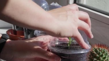 Minyatür şeffaf bir serada limon narenciyesi filizlenir.