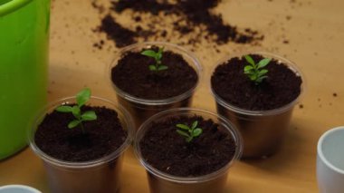 Minyatür şeffaf bir serada limon narenciyesi filizlenir.