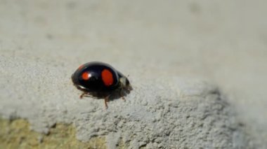 Tatlı uğur böceği uğur böceği Chilocorus stigma yürüyor ve beyaz duvar arka planında sürünüyor..