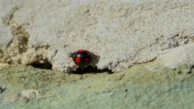 Tatlı uğur böceği uğur böceği Chilocorus stigma yürüyor ve beyaz duvar arka planında sürünüyor..