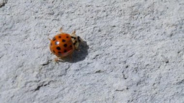 Beyaz arka planda makro çekimde Asyalı dişi böcek. Turuncu uğur böceği emekliyor