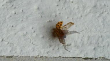 Beyaz arka planda makro çekimde Asyalı dişi böcek. Turuncu uğur böceği emekliyor