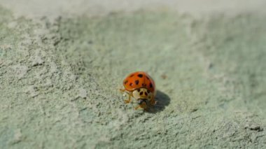 Beyaz arka planda makro çekimde Asyalı dişi böcek. Turuncu uğur böceği emekliyor