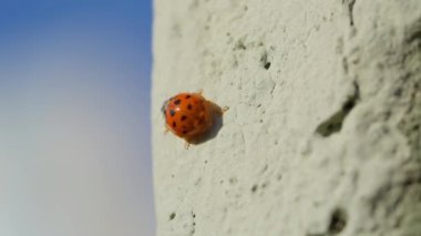 Beyaz arka planda makro çekimde Asyalı dişi böcek. Turuncu uğur böceği emekliyor