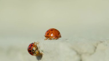 Beyaz arka planda makro çekimde Asyalı dişi böcek. Turuncu uğur böceği emekliyor