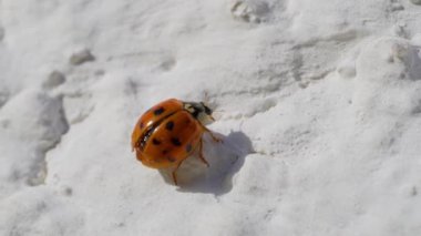 Beyaz arka planda makro çekimde Asyalı dişi böcek. Turuncu uğur böceği emekliyor