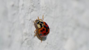 Beyaz arka planda makro çekimde Asyalı dişi böcek. Turuncu uğur böceği emekliyor