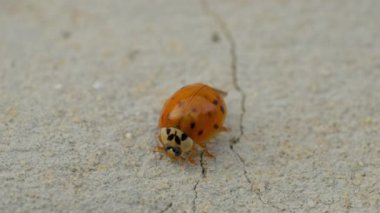 Beyaz arka planda makro çekimde Asyalı dişi böcek. Turuncu uğur böceği emekliyor