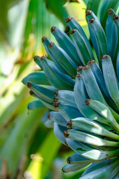 Taze mavi java muzlarının fotoğrafı, dondurmaya benzer dokuları ve olgunlaşmamış mavi kabukları ile bilinir.