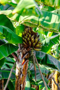 Red bananas are a group of varieties of banana with reddish-purple skin. Some are smaller and plumper than the common Cavendish banana, others much larger. clipart