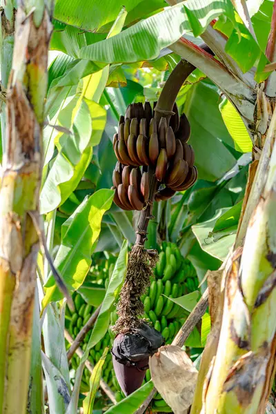 Kırmızı muz, kırmızı-mor derili bir muz çeşididir. Bazıları sıradan Cavendish muzundan daha küçük ve tombuldur, bazıları ise çok daha büyüktür..