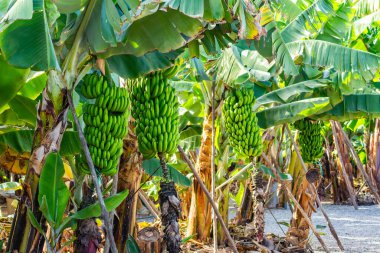 La Palma Island, banana cultivation clipart