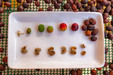 Concept various stages of drying and peeling. Coffee beans showing from green to dry every stage of the process clipart