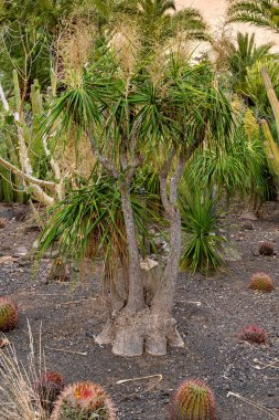 Nolina Recurvata - Fil Ayağı - Beaucarnea recurvata - At kuyruğu palmiyesi