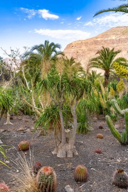 Nolina Recurvata - Elephant's Foot - beaucarnea recurvata - ponytail palm clipart