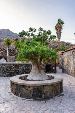 Nolina Recurvata - Fil Ayağı - Beaucarnea recurvata - At kuyruğu palmiyesi