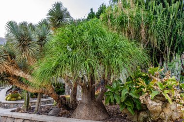 Nolina Recurvata - Elephant's Foot - beaucarnea recurvata - ponytail palm clipart