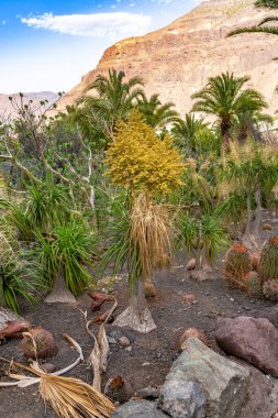Fil ayağı çiçeği tohumu.