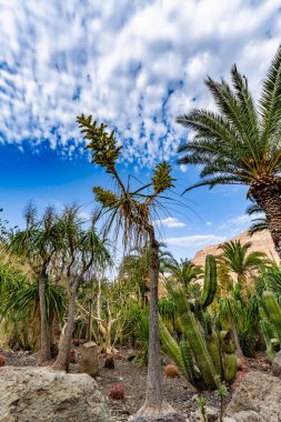 Fil ayağının tohumları güneş ışığıyla çiçek açar.