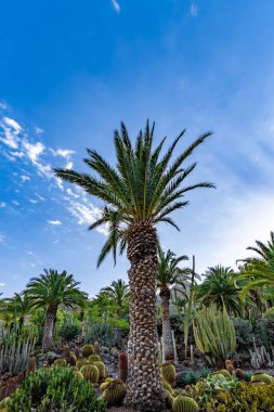 Tropikal Cennet: Mavi Gökyüzüne Karşı Palmiye Ağaçları