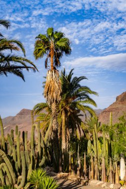 Tropikal Cennet: Mavi Gökyüzüne Karşı Palmiye Ağaçları