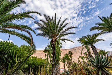 Tropikal Cennet: Mavi Gökyüzüne Karşı Palmiye Ağaçları