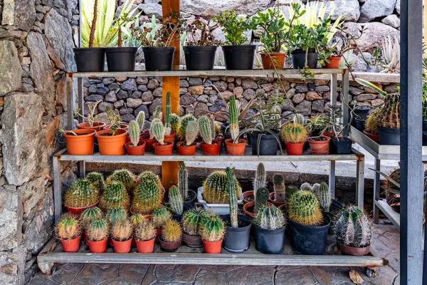 Çiçek pazarında satmak için farklı şekillerde birçok küçük kaktüs var. Ev dekorasyonu, saksılarda yetişen sulu bitkiler..