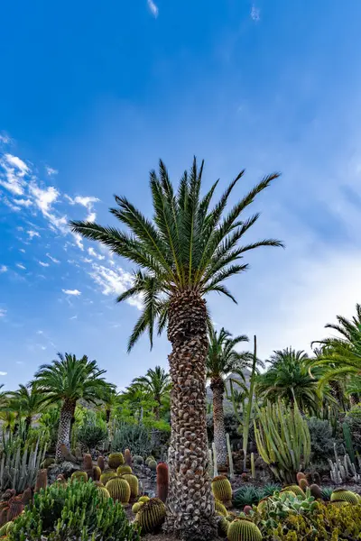 Tropikal Cennet: Mavi Gökyüzüne Karşı Palmiye Ağaçları
