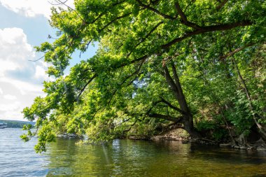Yeşil yapraklı bir ağaç bir su kütlesinin önündedir. Su sakin ve ağaç suyun üzerine gölge düşürüyor. Huzurlu ve huzurlu bir sahne.