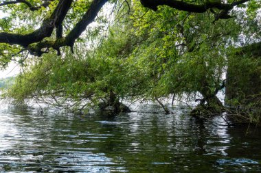 Arka planda ağaçlar olan bir su kütlesi. Su sakin, ağaçlar yeşil.