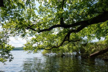 Bir ağaç dalı bir su kütlesinin üzerinde asılı duruyor. Su sakin ve gökyüzü berrak.