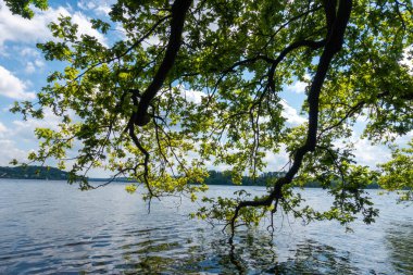 Bir ağaç dalı bir su kütlesinin üzerinde asılı duruyor. Su sakin ve gökyüzü berrak.