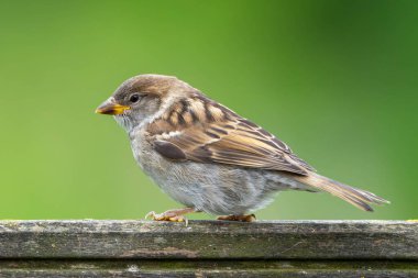 Küçük kahverengi bir kuş ahşap bir direğe tünemiştir. Kuş, sola doğru bakıyor. Görüntünün sakin ve huzurlu bir havası var.
