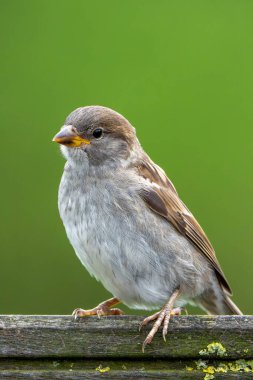 Küçük bir kuş ahşap bir direğe tünemiş. Kuş kahverengi ve beyaz renktedir. Kuş hareketsiz ve hareketsiz dururken, görüntü sakin ve huzurlu bir ruh haline sahiptir.
