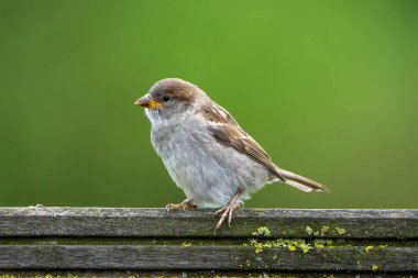 Küçük bir kuş ahşap bir çite tünemiştir. Kuş kahverengi ve beyaz renktedir. Kuş hareketsiz ve hareketsiz otururken, görüntü sakin ve huzurlu bir ruh haline sahiptir.