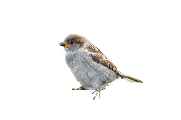 Sarı gagalı küçük bir kuş beyaz bir arka planda oturuyor. Kuş kameraya bakıyor gibi görünüyor, muhtemelen meraklı ya da tetikte. Beyaz arkaplan kuşun özelliklerini vurgular